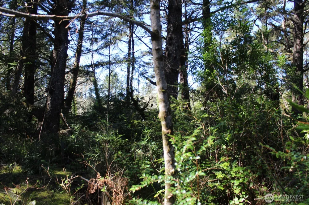 39 Dolphin Ln. Copalis Beach, WA 98535