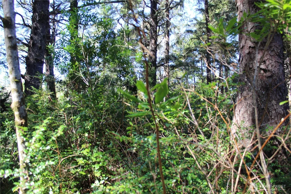 39 Dolphin Ln. Copalis Beach, WA 98535