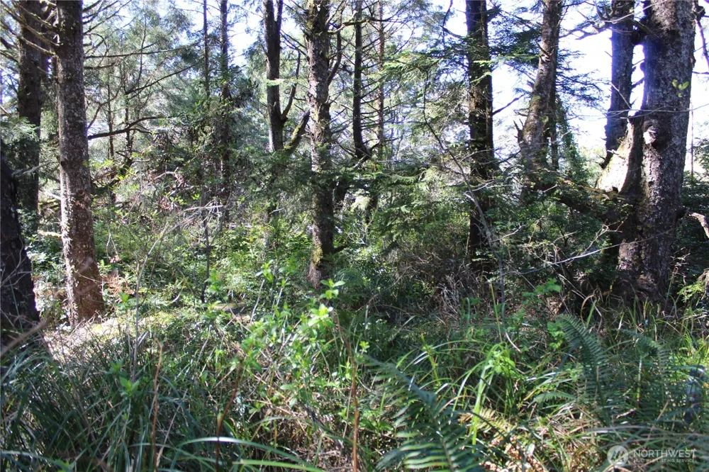 39 Dolphin Ln. Copalis Beach, WA 98535