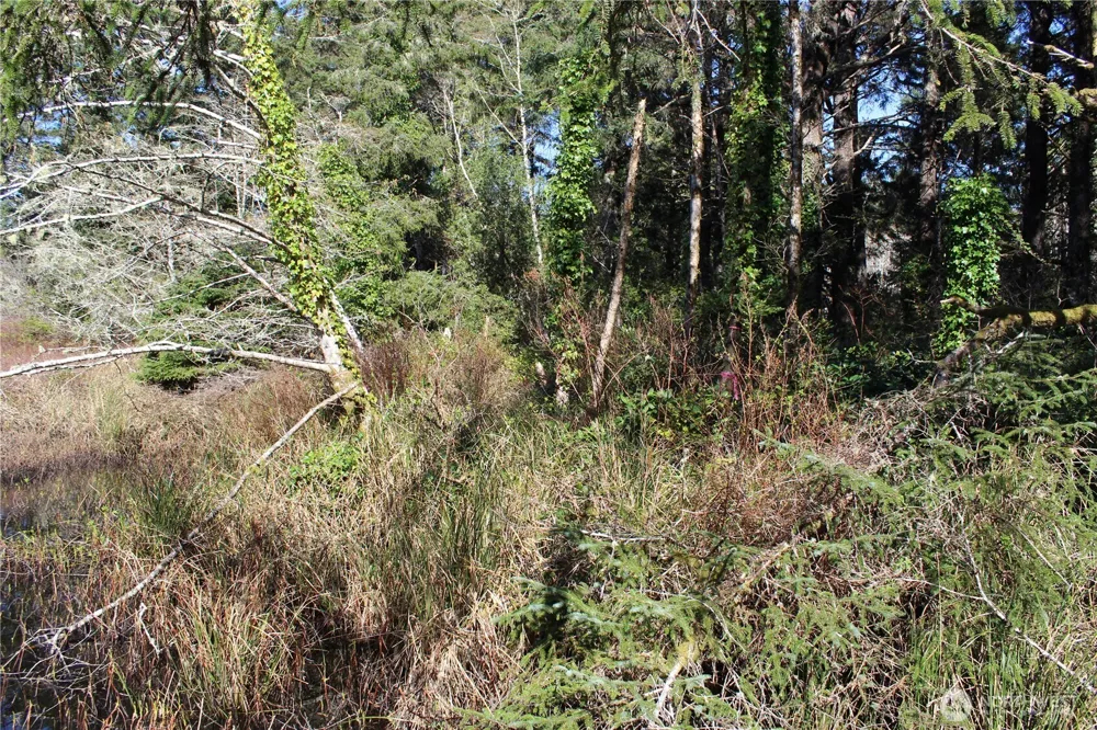 39 Dolphin Ln. Copalis Beach, WA 98535