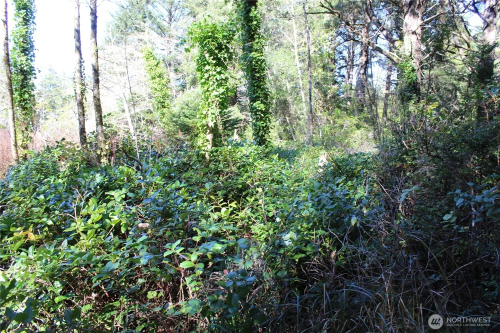 39 Dolphin Ln. Copalis Beach, WA 98535