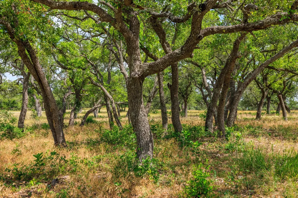 Lone Man Mountain Road Wimberley, TX 78676
