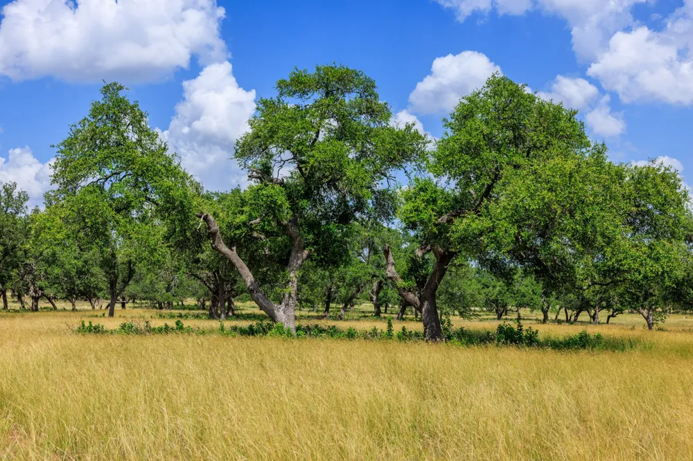 Lone Man Mountain Road Wimberley, TX 78676