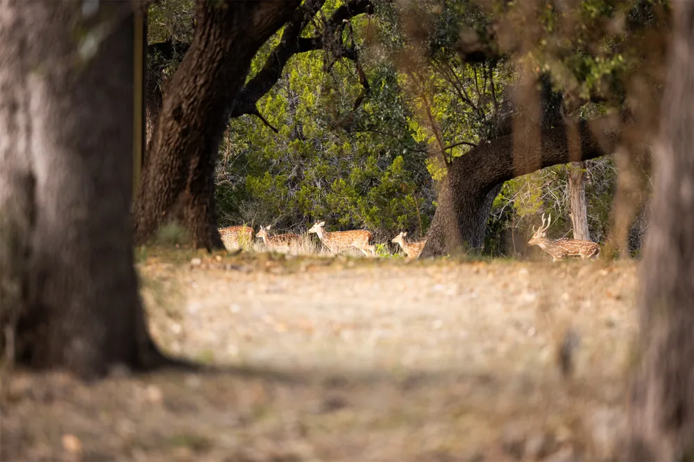 641 Patterson Creek Road Leakey, TX 78873