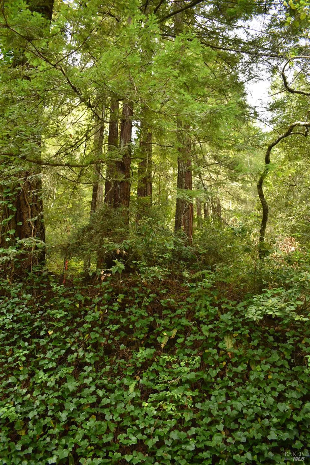 18572 Old Monte Rio Road Guerneville, CA 95446