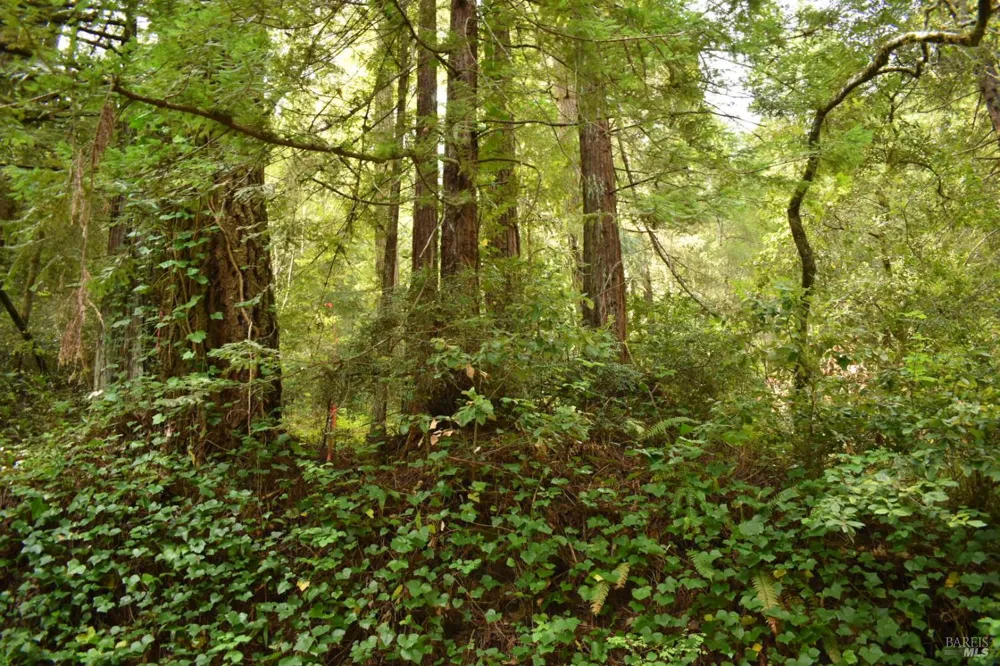 18572 Old Monte Rio Road Guerneville, CA 95446