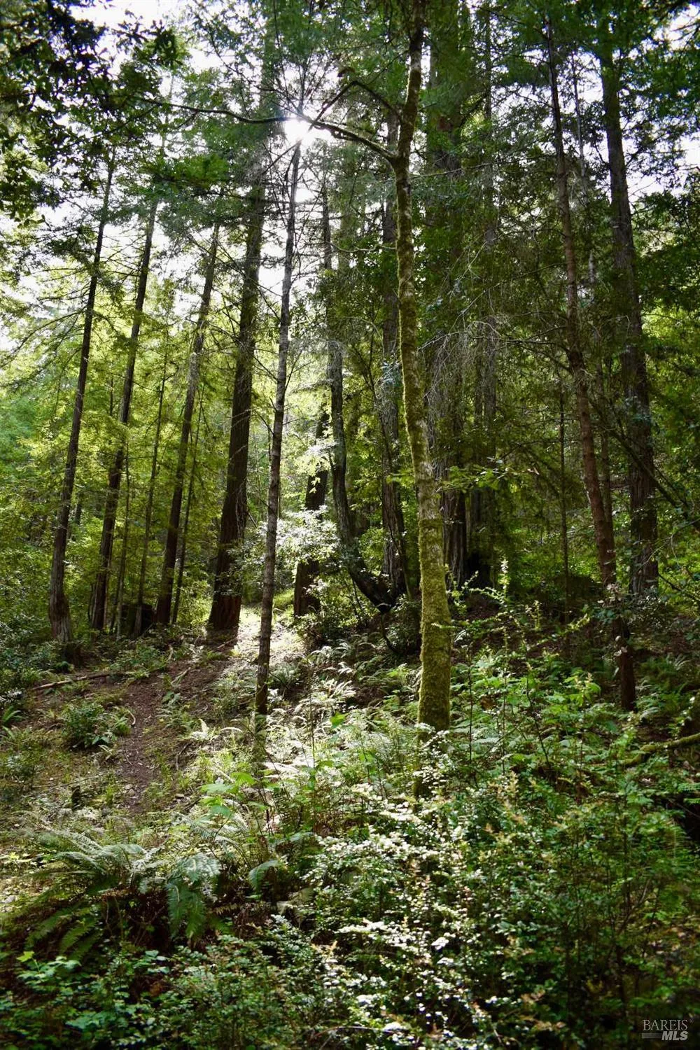 18572 Old Monte Rio Road Guerneville, CA 95446