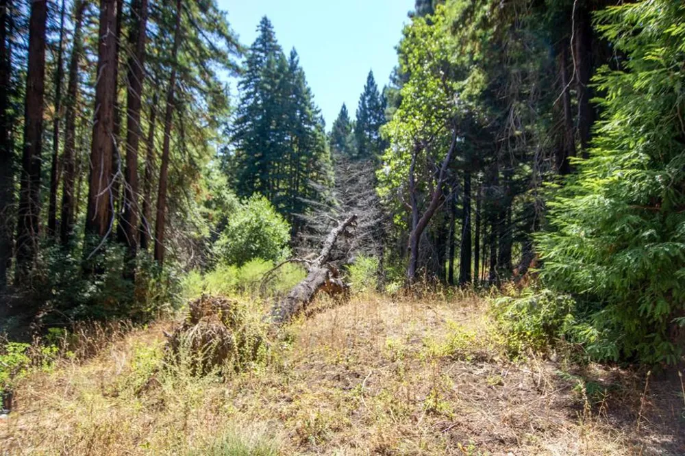 19145 Big Basin Way Boulder Creek, CA 95006