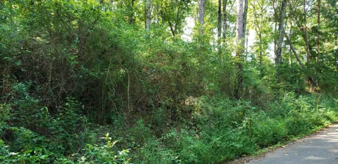 Treeline Drive