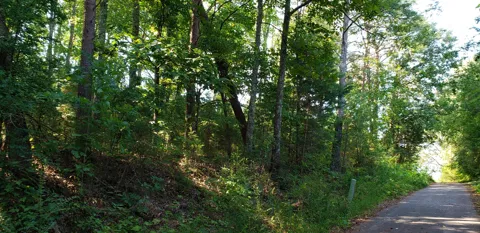 Treeline Drive