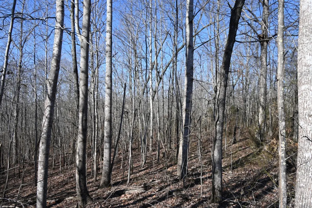 2172 Airport Ridge Rd Linden, TN 37096