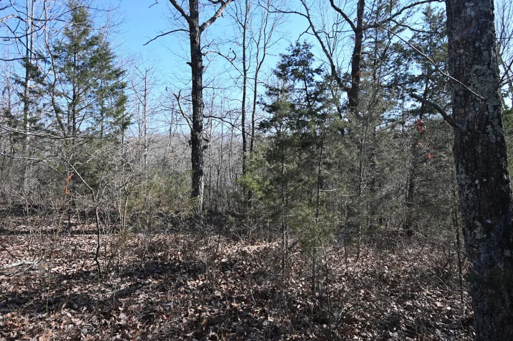 143 Wyatt Ln Linden, TN 37096
