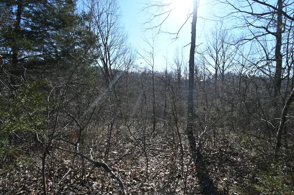 143 Wyatt Ln Linden, TN 37096