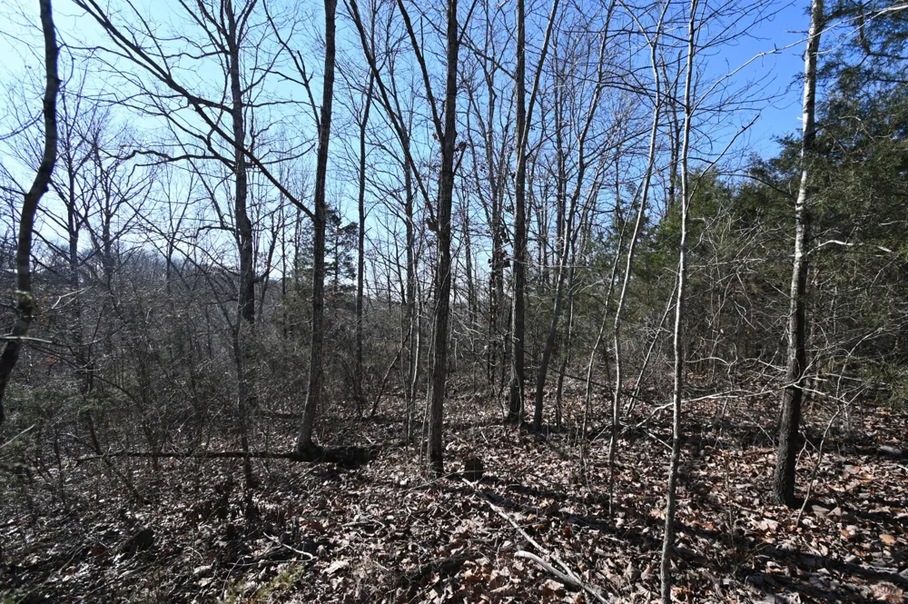 143 Wyatt Ln Linden, TN 37096