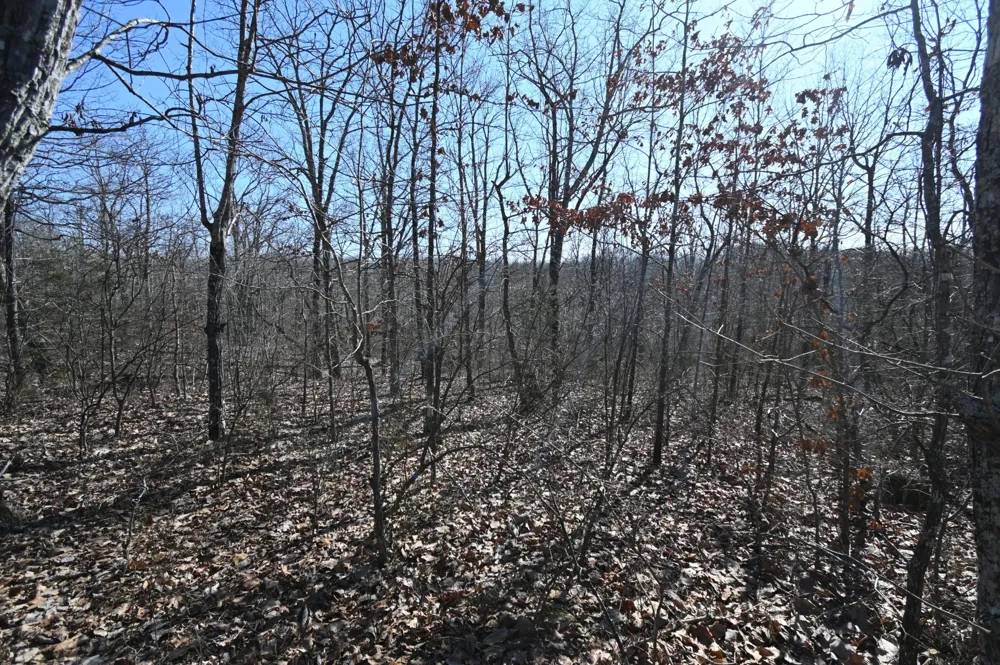 117 Wyatt Ln Linden, TN 37096