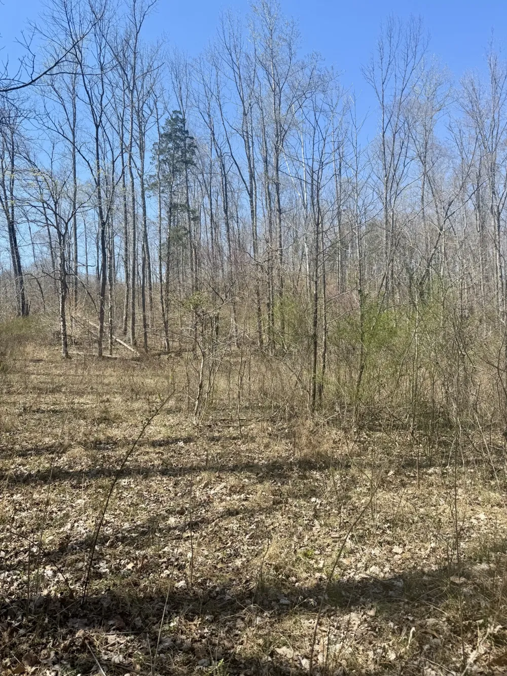191 Forks River Rd Waverly, TN 37185
