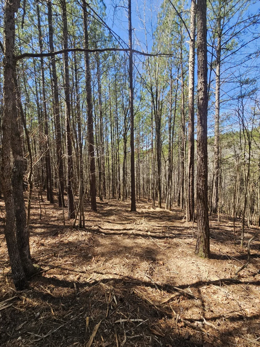 0 Bridge View Cv Bath Springs, TN 38311