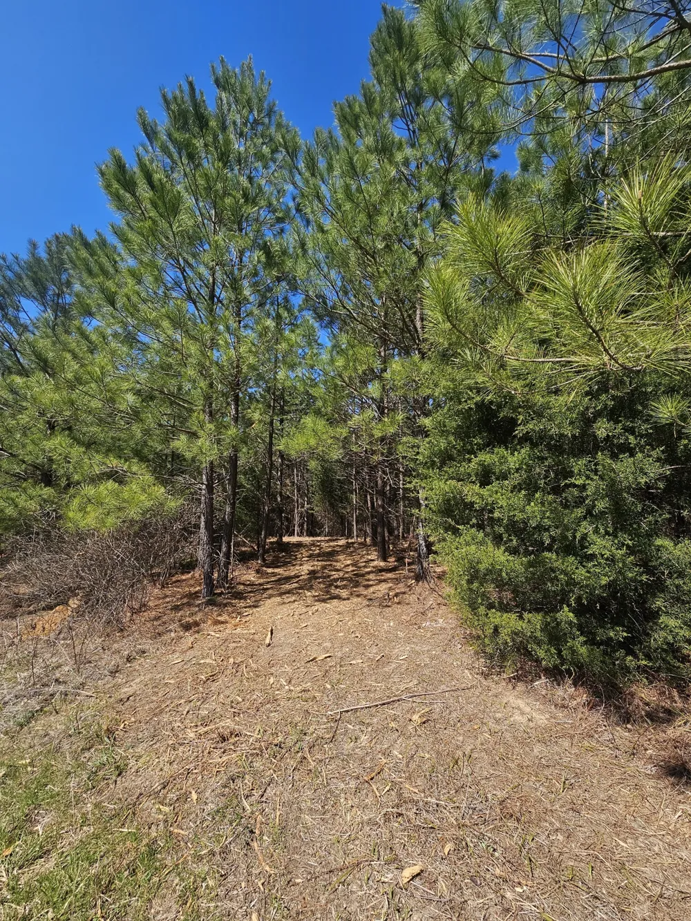 0 Bridge View Cv Bath Springs, TN 38311