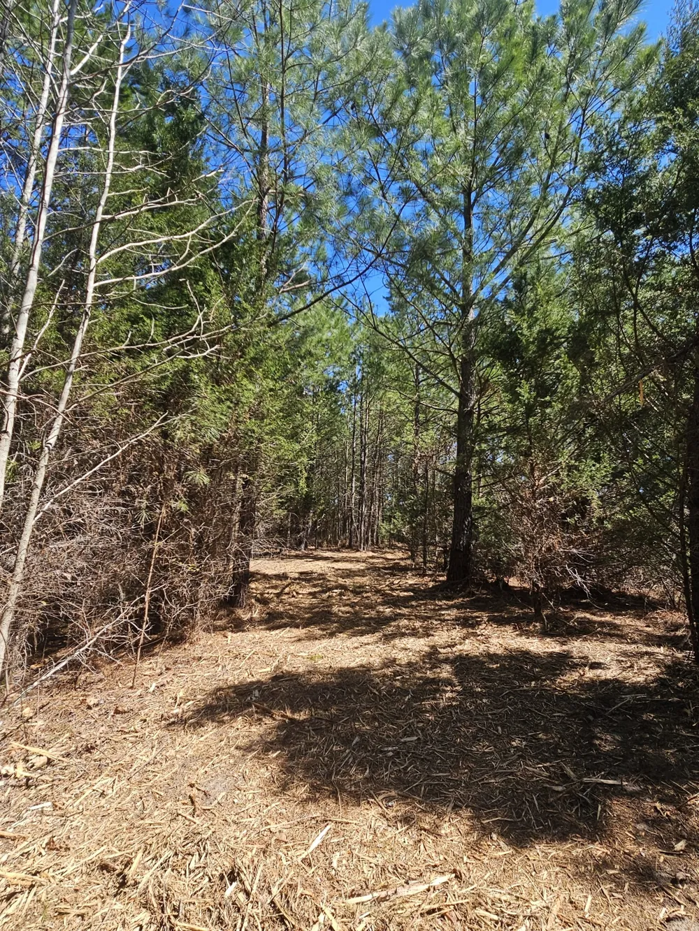 0 Bridge View Cv Bath Springs, TN 38311