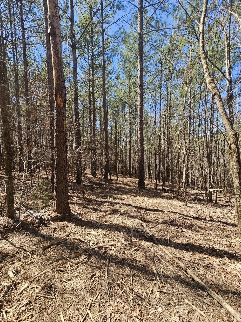 0 Bridge View Cv Bath Springs, TN 38311