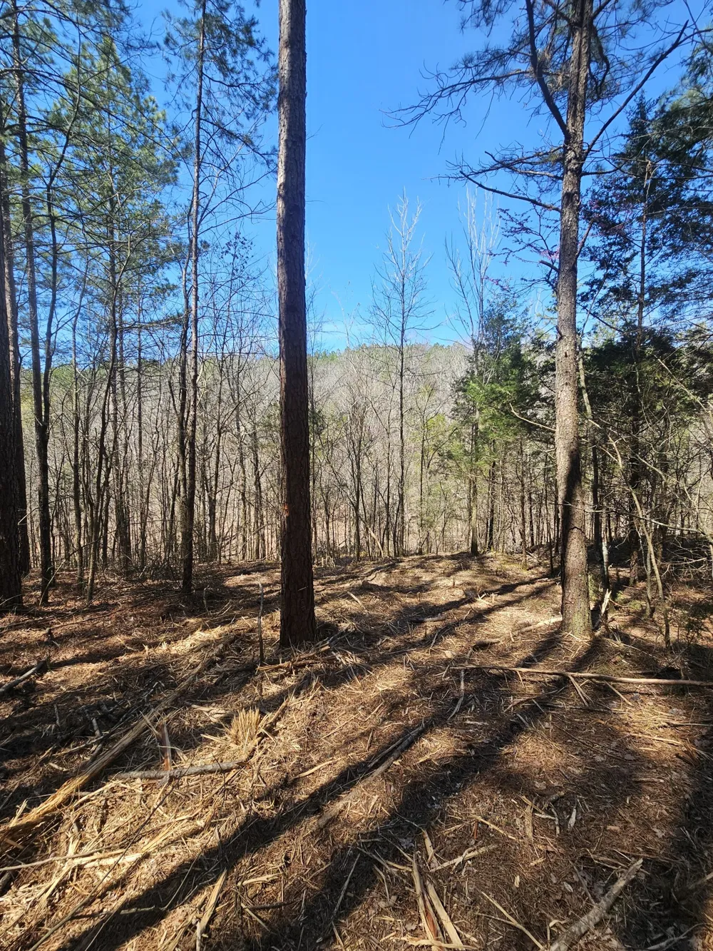 0 Bridge View Cv Bath Springs, TN 38311