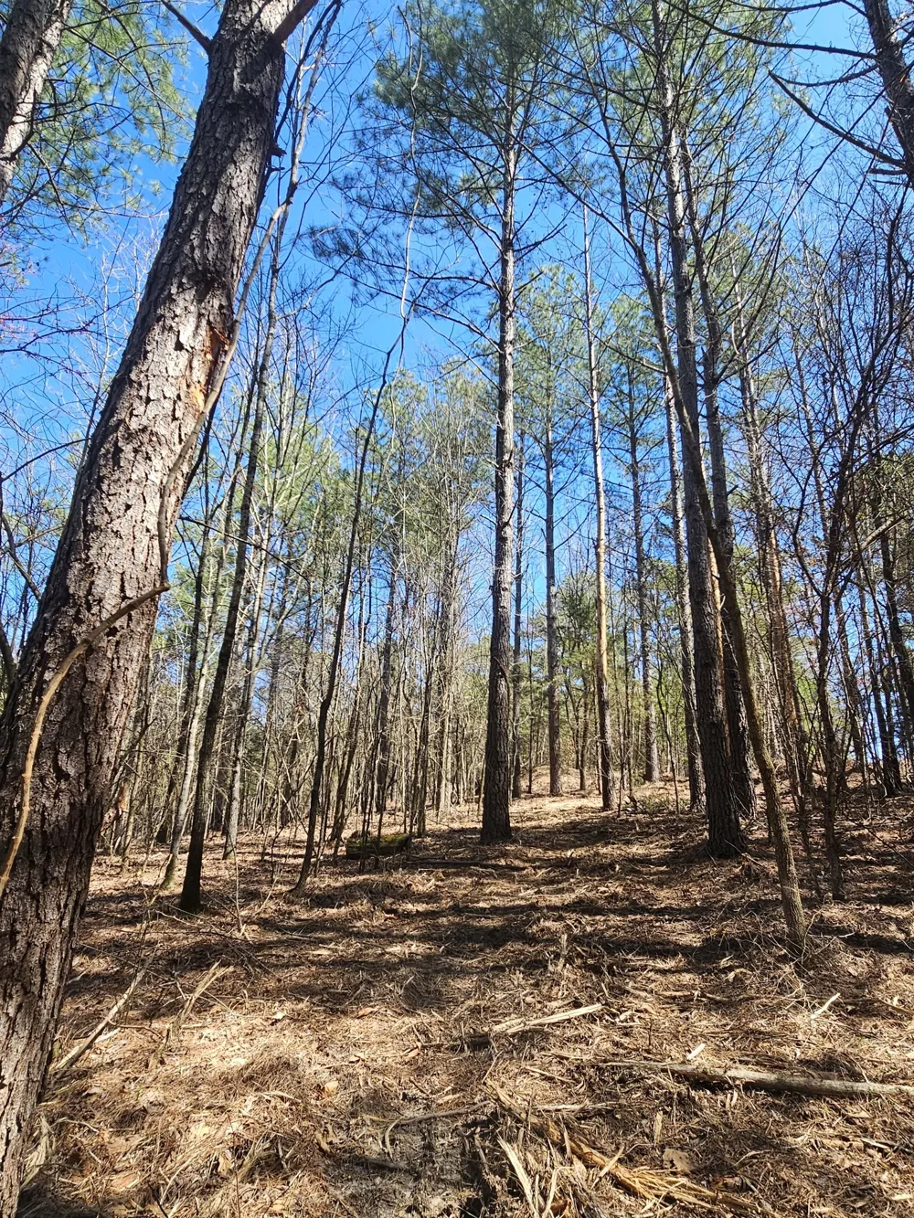 0 Bridge View Cv Bath Springs, TN 38311