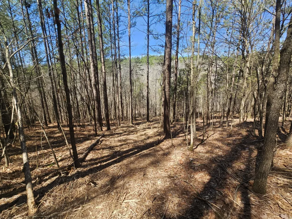 0 Bridge View Cv Bath Springs, TN 38311
