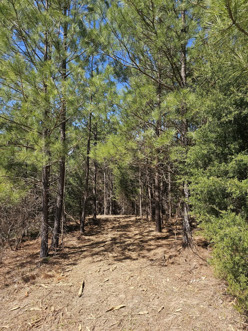 0 Bridge View Cv Bath Springs, TN 38311