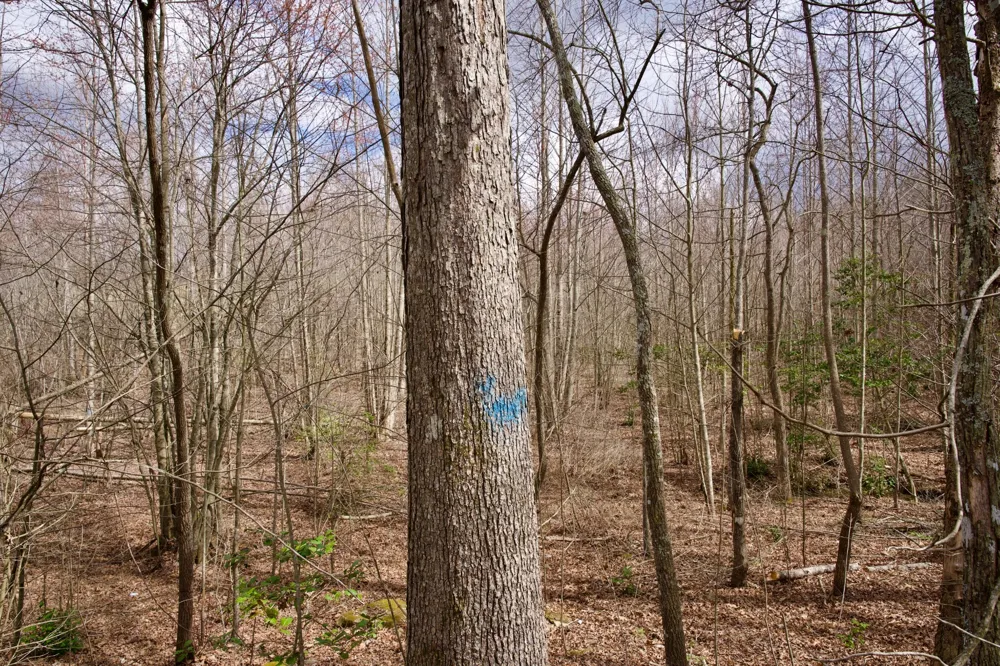 0 Daus Mountain Rd Palmer, TN 37365