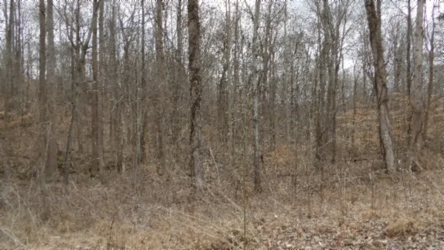 0 Beaver Lane Gainesboro, TN 38562