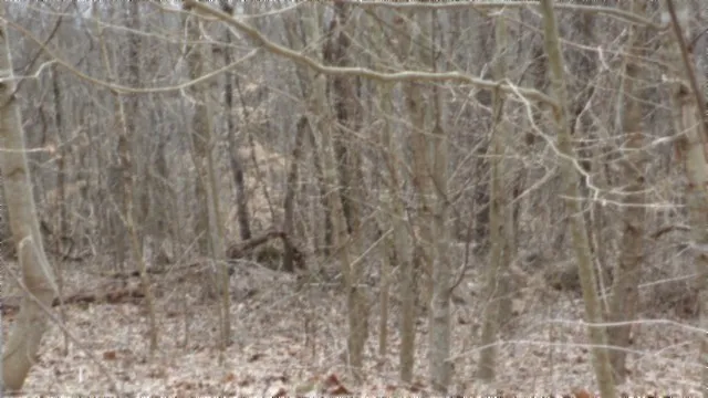 0 Beaver Lane Gainesboro, TN 38562