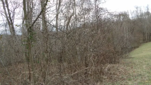 0 Beaver Lane Gainesboro, TN 38562
