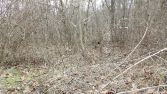 0 Beaver Lane Gainesboro, TN 38562