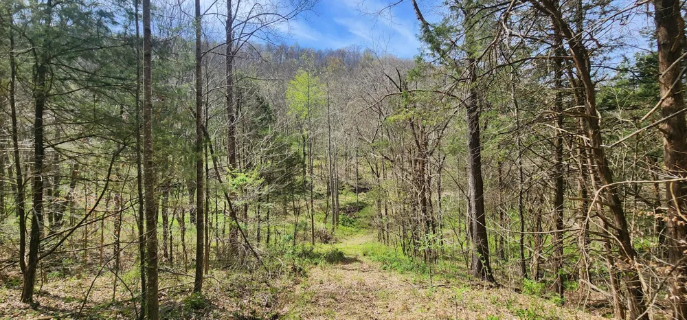 950 Chapman Hollow Rd Dowelltown, TN 37059