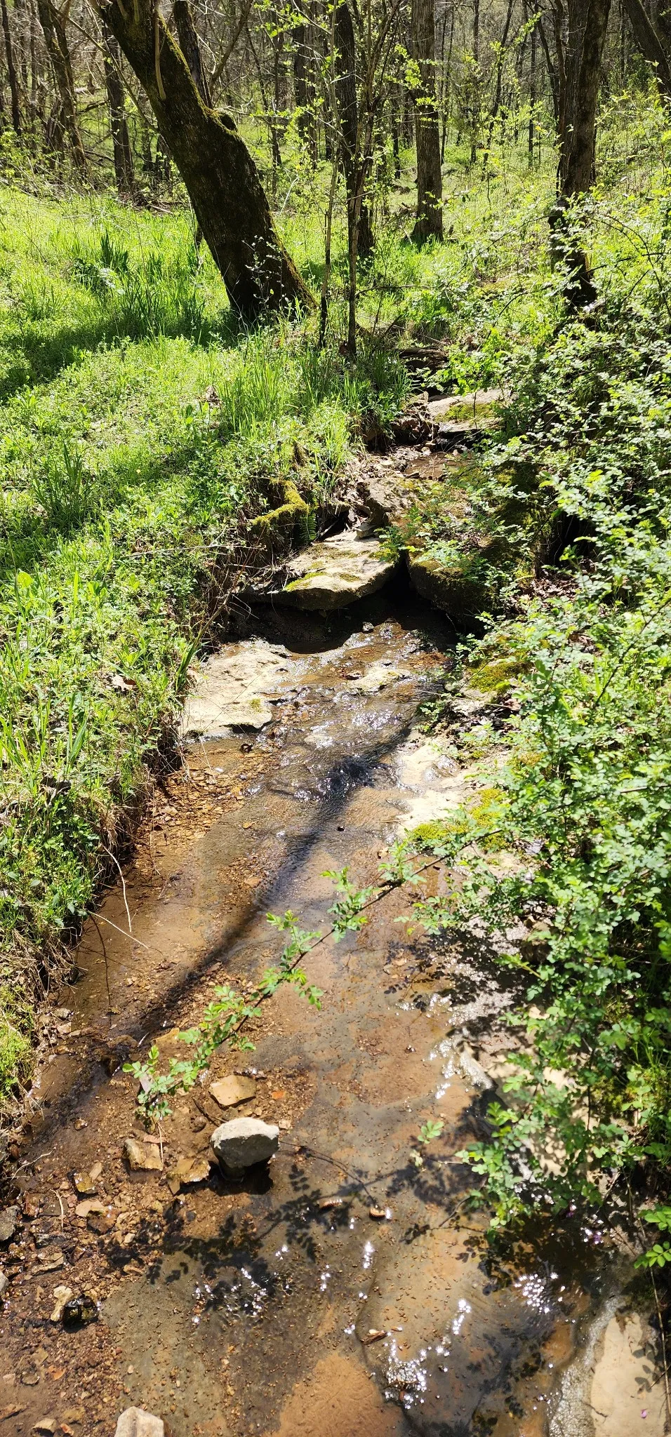 0 Chapman Hollow Rd Dowelltown, TN 37059