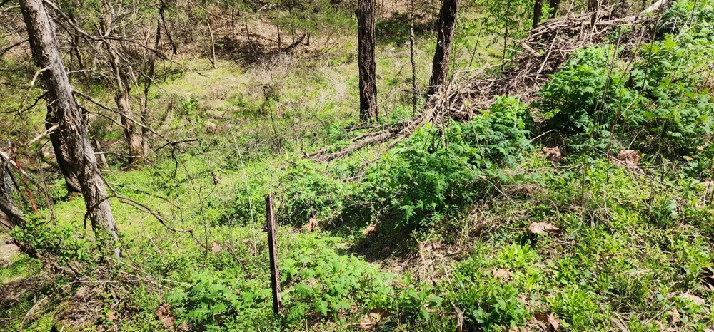 0 Chapman Hollow Rd Dowelltown, TN 37059