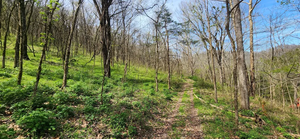 0 Chapman Hollow Rd Dowelltown, TN 37059