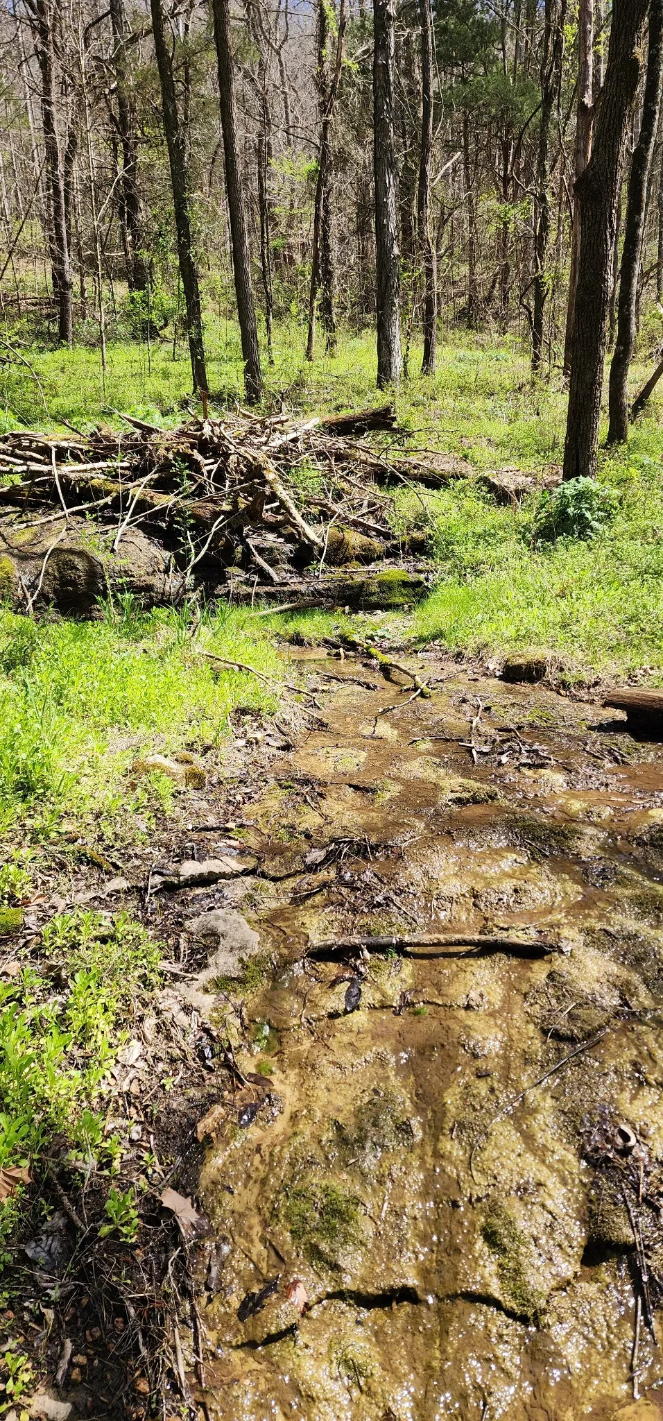 0 Chapman Hollow Rd Dowelltown, TN 37059