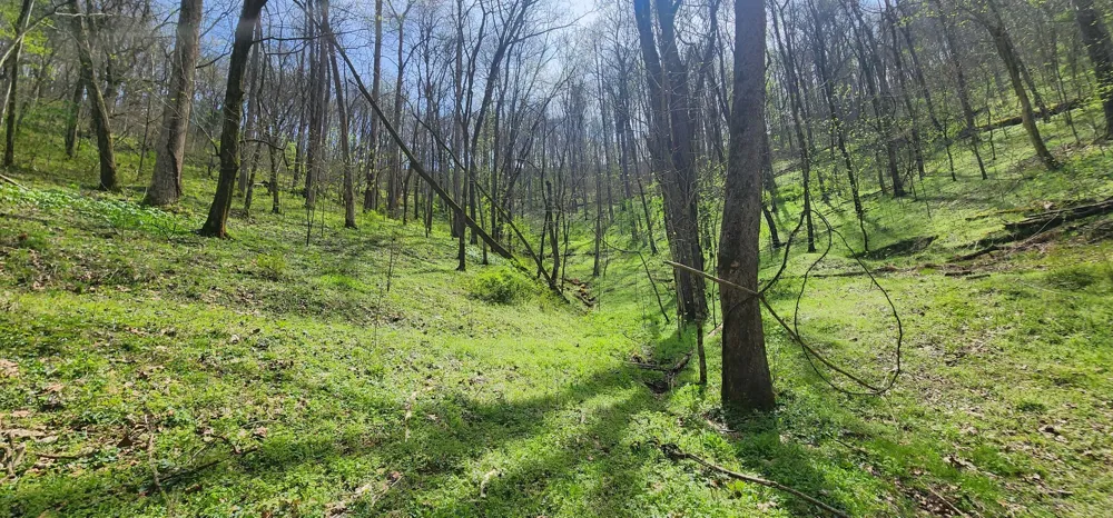 0 Chapman Hollow Rd Dowelltown, TN 37059
