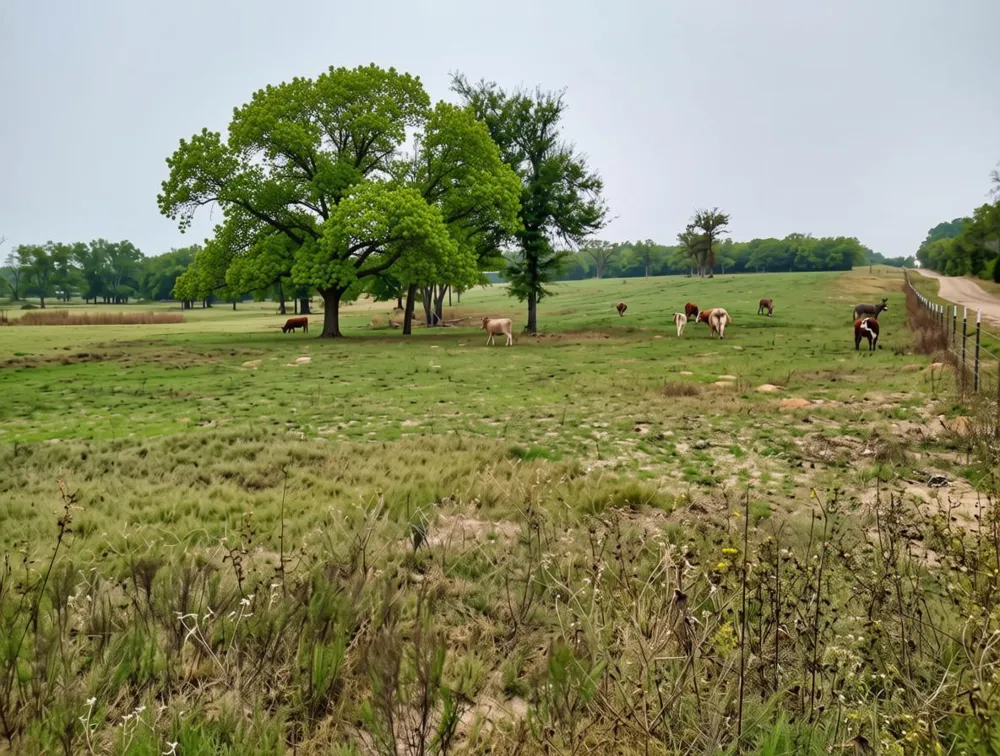 5997 County Road 308 Caldwell, TX 77836