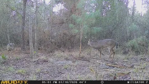 Iron Bridge Road Marianna, FL 32448