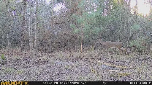 Iron Bridge Road Marianna, FL 32448