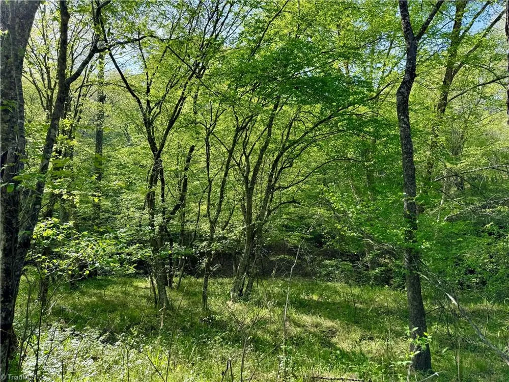 0 Otis Woods Road Danbury, NC 27046