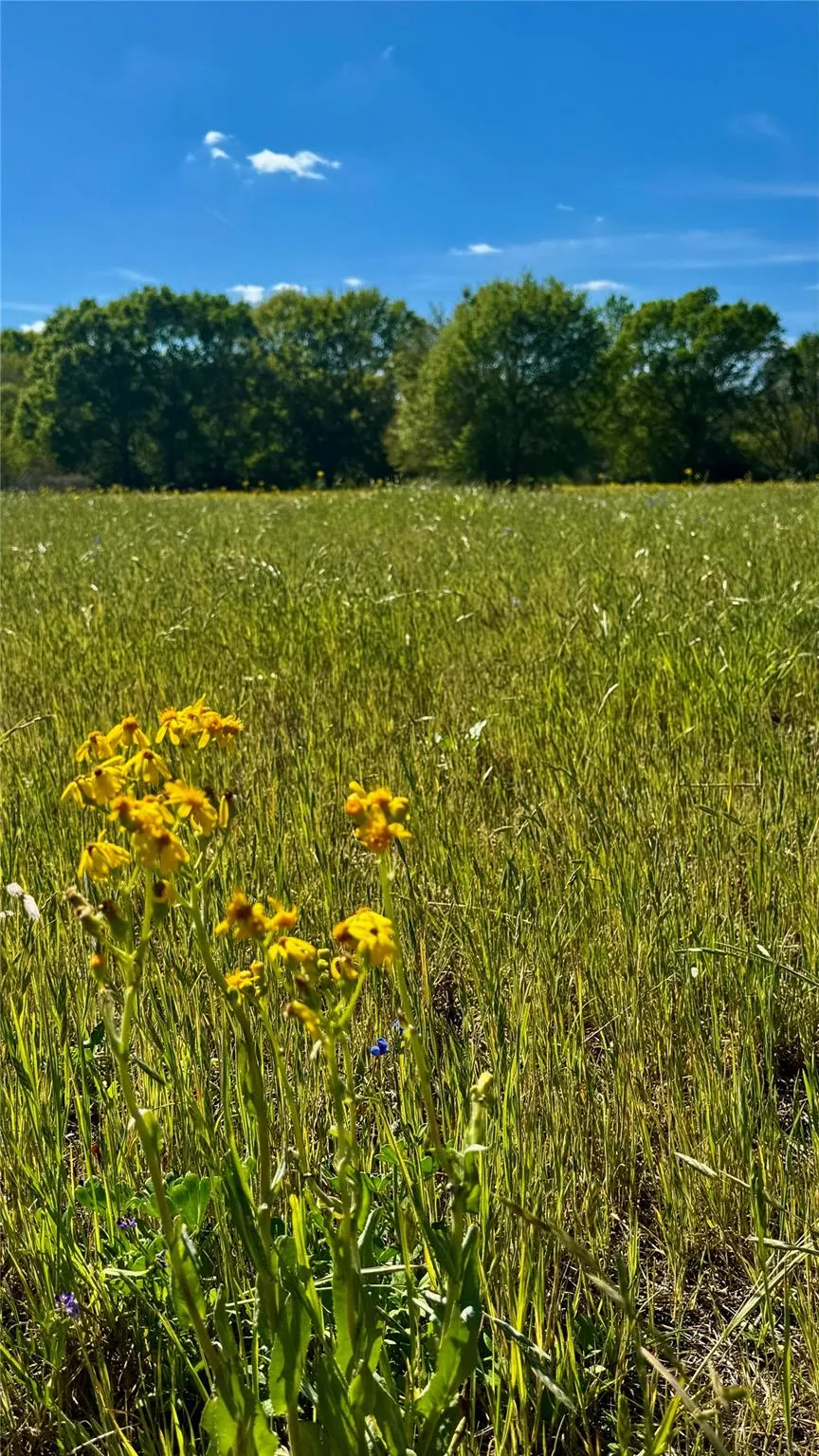 Meadow Creek Road Hockley, TX 77447