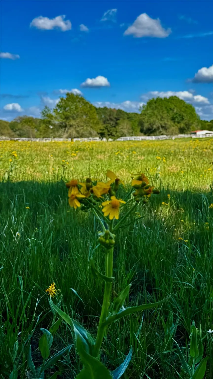 Meadow Creek Road Hockley, TX 77447
