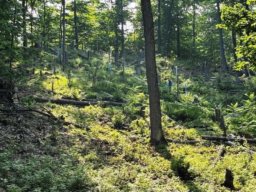 10520 S Dalzell Road Elmwood Charter Township, MI 49684
