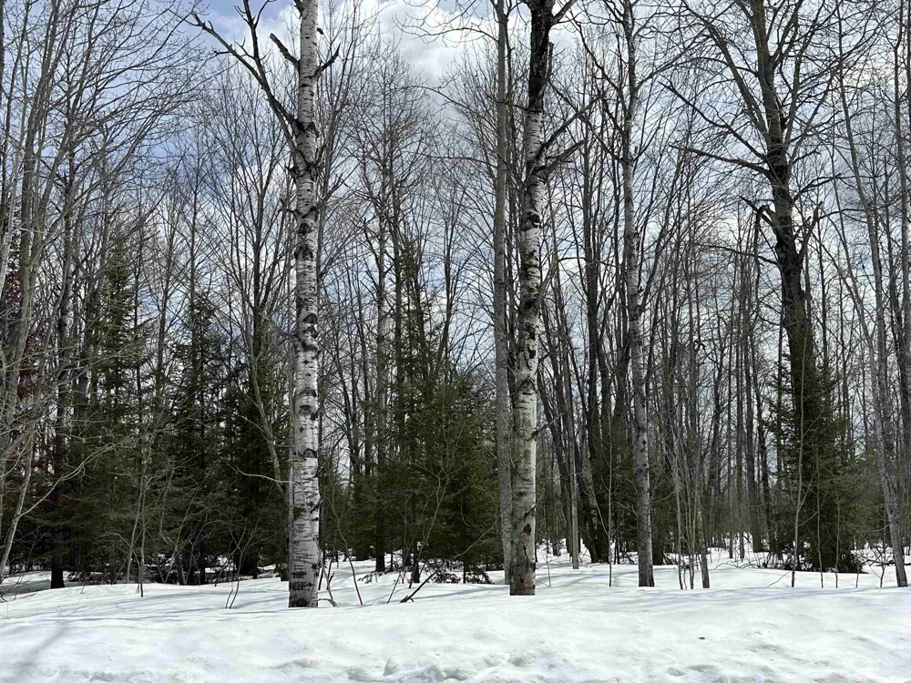 Thornton Drive Mancelona Township, MI 49659