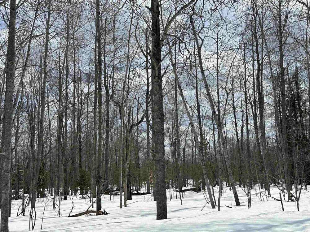 Thornton Drive Mancelona Township, MI 49659
