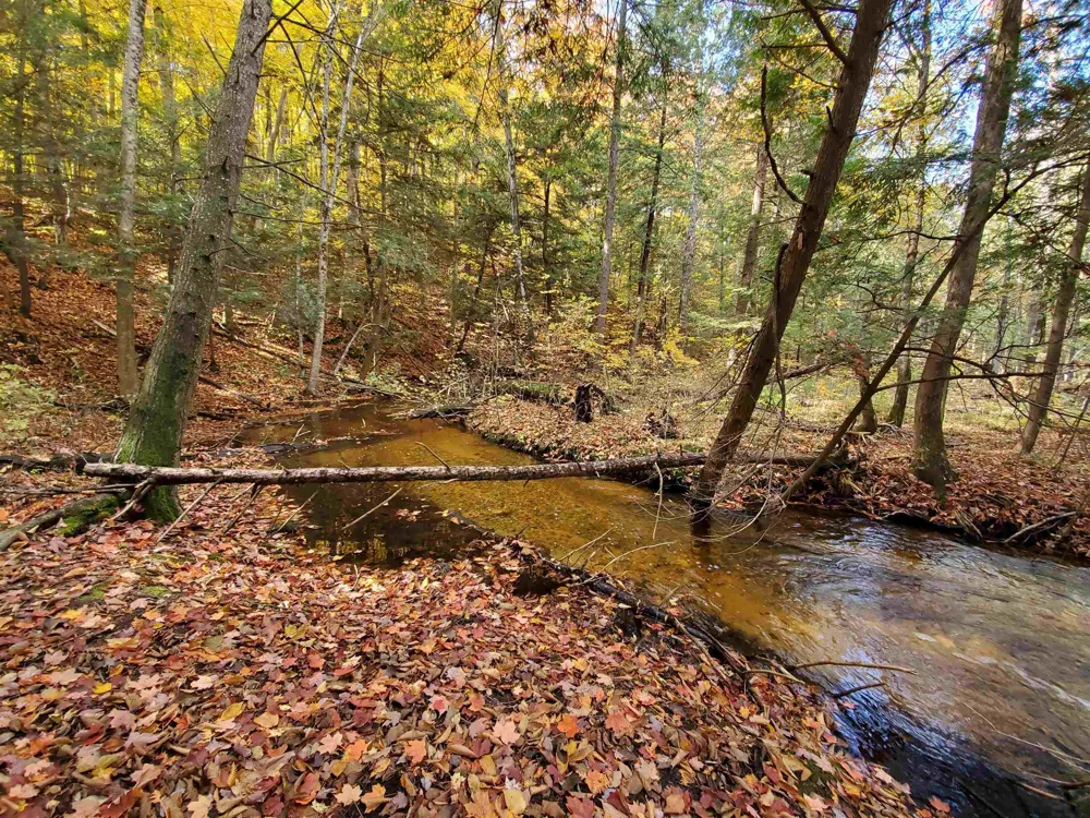 Alden Meadows Helena Township, MI 49612
