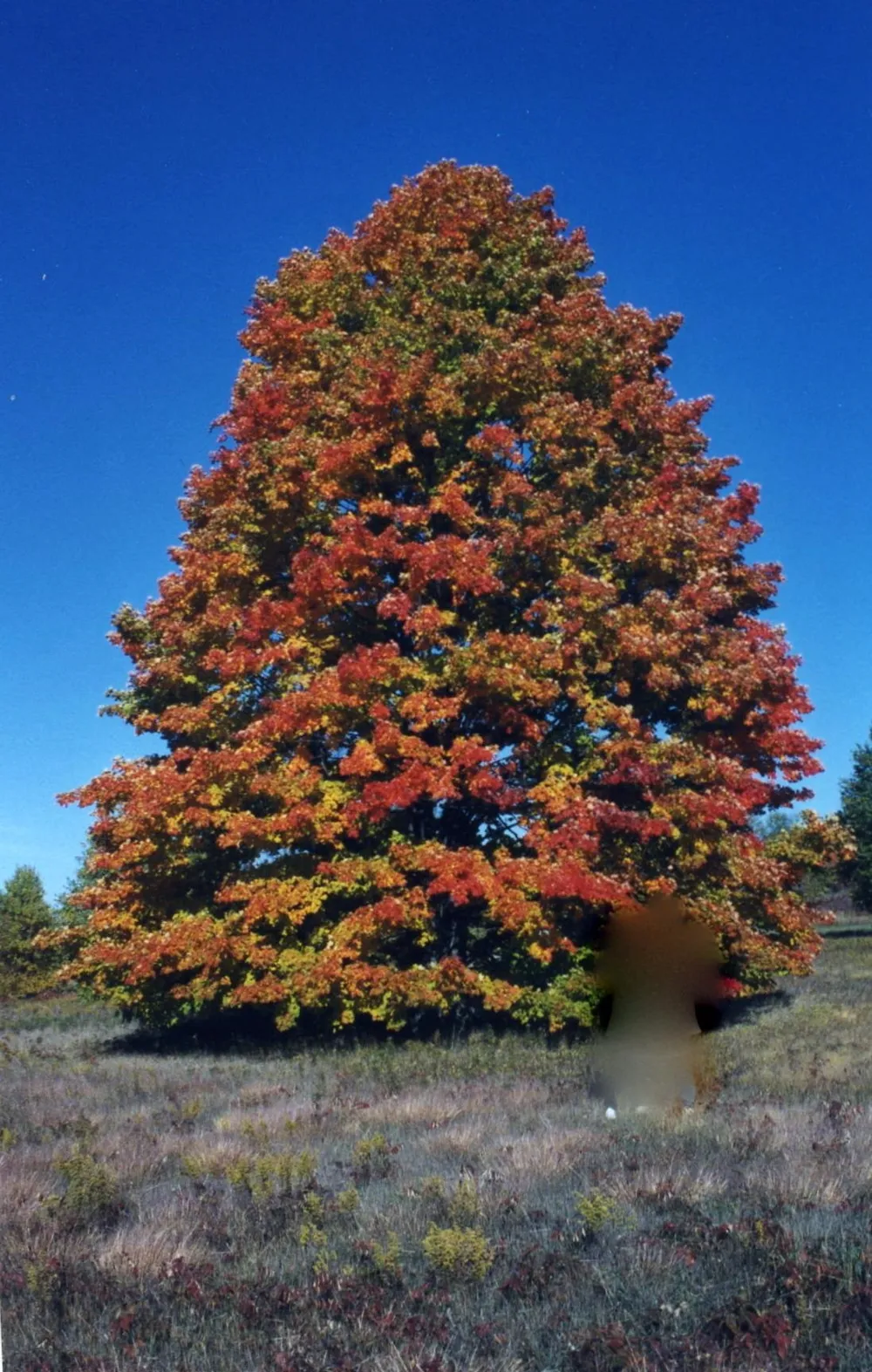 Alden Meadows Helena Township, MI 49612